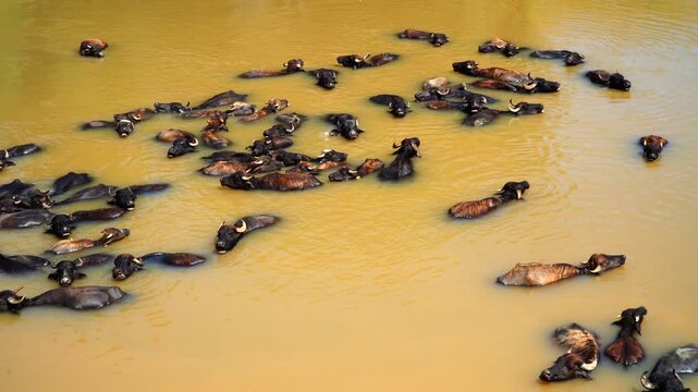 Water buffaloes float in muddy stream. They swim calmly, soaking in warm water. Brown bodies contrast with yellowish water. Some rest, others move through the stream