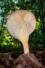mushroom in the forest © Yasin