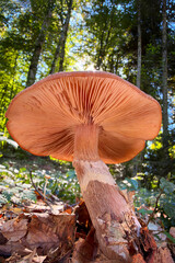 mushroom in the forest © Yasin