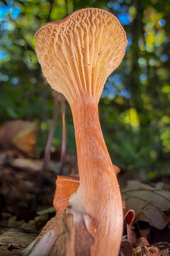 orange cap boletus