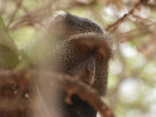 Wild monkey looking down through the leaves © Pablo
