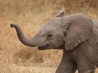 Playful baby elephant raising its trunk in the wild  © Pablo