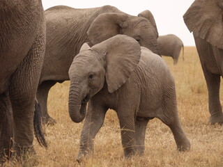 Baby elephant surrounded by his heard © Pablo