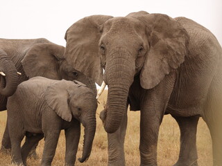 The look of protection of an elephant's mother © Pablo