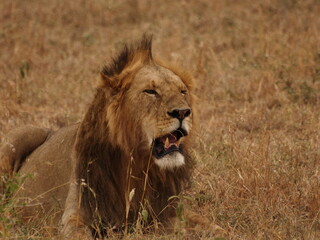 Majestic lion resting with dark mane  © Pablo