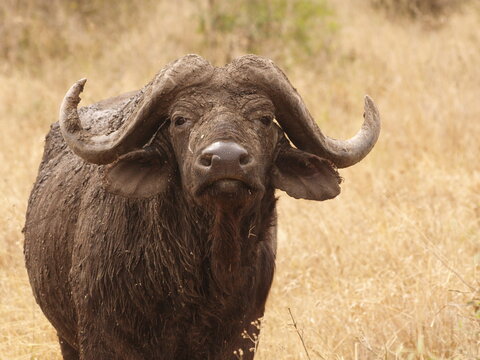 African buffalo staring boldly straight at the camera 