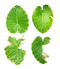 Set of four green taro leaves isolated on transparent background with detailed veins and damaged botanical leaf texture © Jus