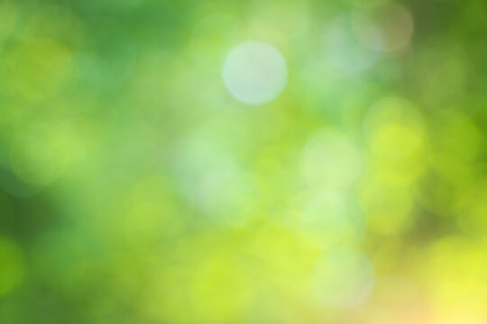 Abstract blurry green background of summer foliage backdrop with golden warm bokeh circles and sunny morning light.