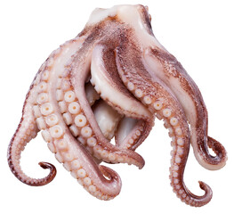 Fresh octopus tentacles displaying texture and natural colors © Ira