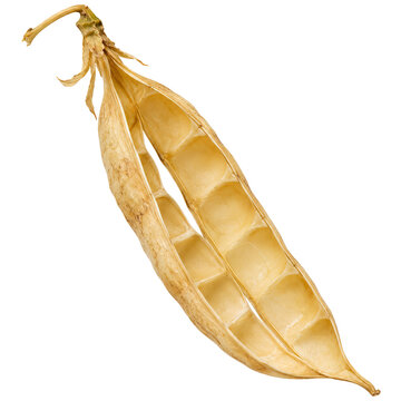 Open yellow seed pod on white background highlighting structure and texture