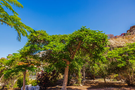 Beautiful view of royal poinciana trees against background of rocky hillside and clear sky in Gran Canaria. Spain.