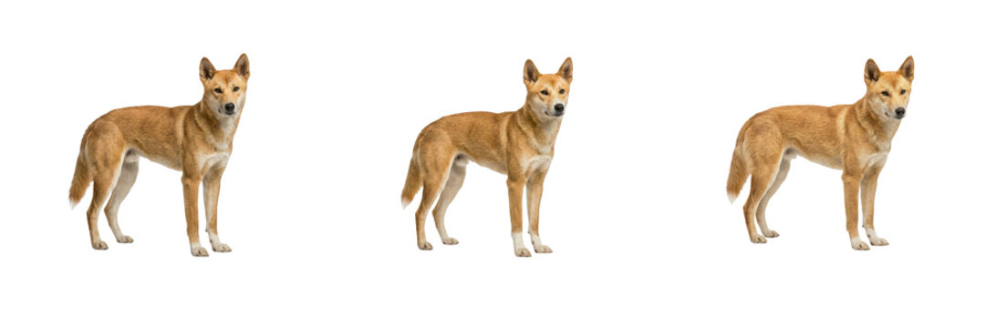 Dingo Poses Set Isolated on White Background Standing Australian Wild Dog Animal Stock Photo