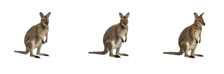 Wallaby Poses Set Isolated on White Background Standing Australian Marsupial Wild Animal Stock Photo © Khan