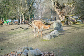 Fototapeta premium Young llama grazing near rocks and trees on dry grassy terrain in a natural outdoor setting