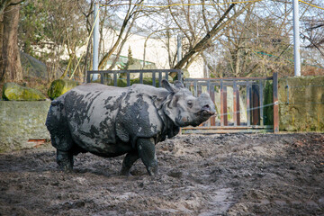 Indian Rhinoceros covered with mud standing in muddy enclosure at zoo with natural background © liubovsolo