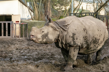 Close-up of large muddy rhinoceros standing in enclosure surrounded by metal fences and trees © liubovsolo