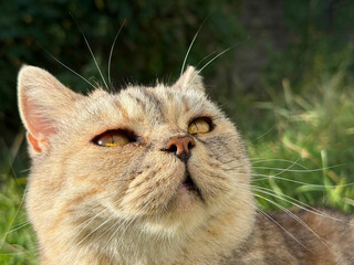 Cute cat with yellow eyes looking up © OLENA LIALINA