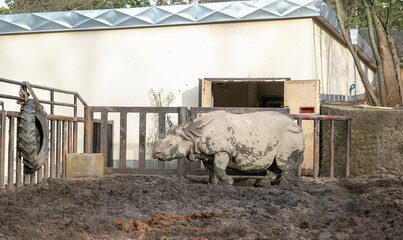Mud-covered Indian rhinoceros walking near gate at outdoor zoo enclosure with tire hanging © liubovsolo