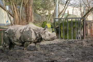 Indian rhinoceros covered with mud walking on muddy ground near metal enclosure in natural surroundings © liubovsolo