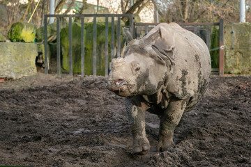 Close-up of a young Indian rhinoceros standing on muddy ground with natural enclosure background © liubovsolo