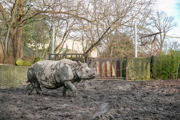 Indian rhinoceros walking through muddy enclosure with trees and gate in background during daytime © liubovsolo