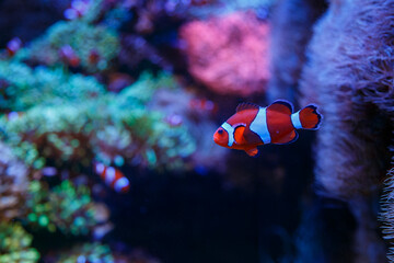 Bright orange clownfish swimming near vibrant coral reef with various colorful marine life underwater scenery © liubovsolo
