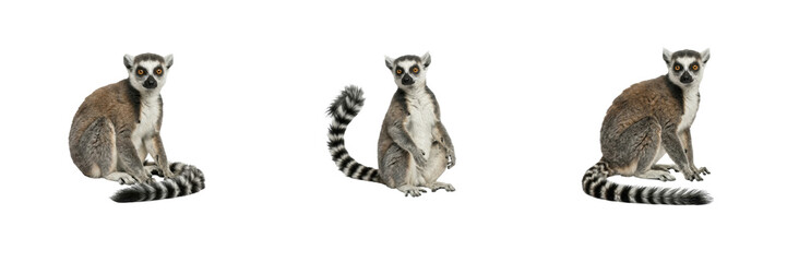 Ring-Tailed Lemur Poses Set Isolated on White Background Sitting Madagascar Primate Wild Animal Stock Photo © Khan