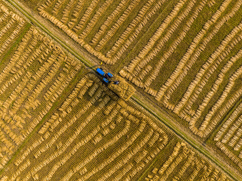 Aerial view of a tractor harvesting rice in a field with rows of cut stalks in Mirzapur, Dhaka Division, Bangladesh.