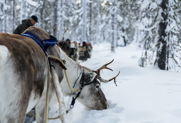 Reindeer sledding tour with a guide in snowy winter forest of Lapland © Krafla
