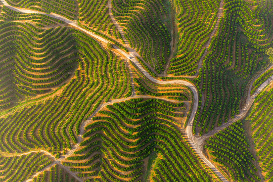 Aerial view of lush green agricultural fields with winding rows of trees and a dirt road cutting through the landscape in El Campillo, Andalusia, Spain.
