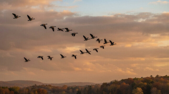 Flock of wild geese flying gracefully in V formation across an autumn sky