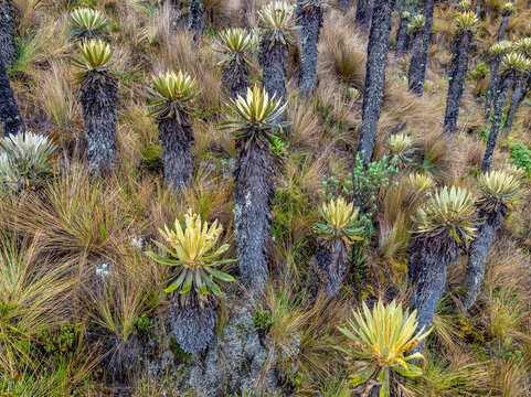 Aerial view of Espeletia plants, also known as frailejones, growing in the high-altitude paramo ecosystem of the Nevado del Ruiz volcanic complex in Villamaria, Caldas, Colombia.