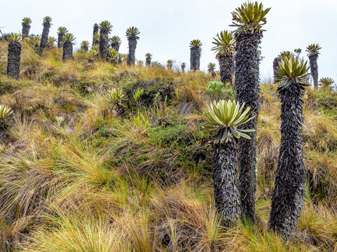 Aerial view of Espeletia plants, also known as frailejones, growing on the grassy slopes of the paramo ecosystem near Nevado del Ruiz, Villamaria, Caldas, Colombia.