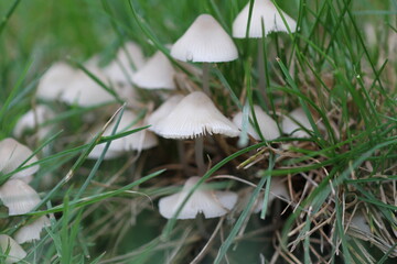 mushroom in the grass © hannah