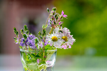 Common daisy Bellis perennis wild meadow flower bouquet with speedwell and geranium in small glass vase © Iva