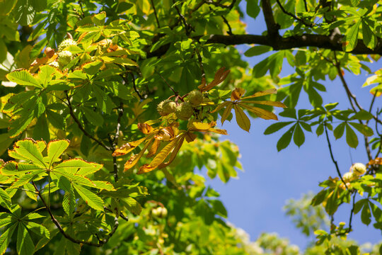 Horse chestnut tree with green spiny conker husks and compound leaves showing early fall coloration in warm dappled sunlight