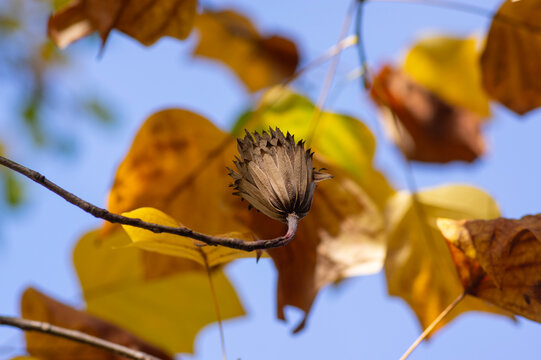 Autumn seed pod of Tulip Tree surrounded by colorful yellow and green leaves highlighting distinctive fruit capsule