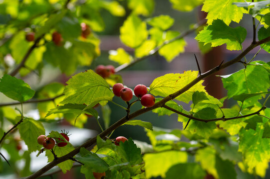 Red hawthorn berries growing on a branch with green leaves in autumn garden