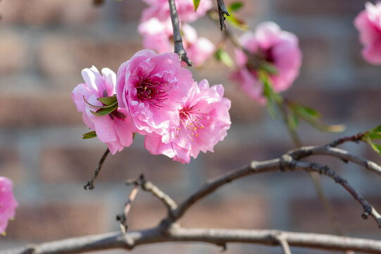 Prunus persica pink cascade peach blossom on branch in spring sunlight