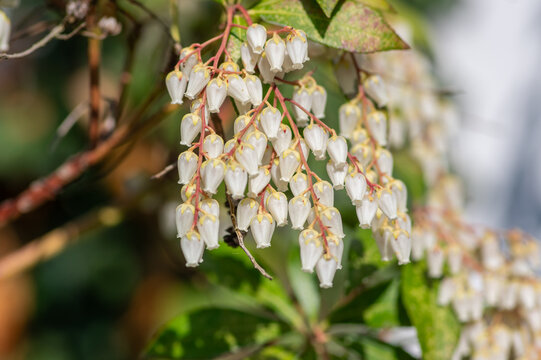 Graceful white bell-shaped flowers of Japanese Pieris blooming in cascading clusters on an evergreen shrub in spring sunlight