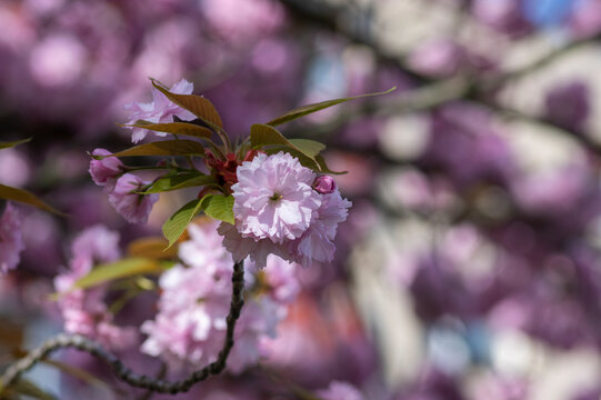 Prunus serrulata Kanzan pink cherry blossom clusters on branch in spring light