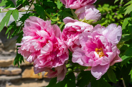 Pink tree peony flowers with ruffled layered petals in different shades of pink, surrounded by deeply divided green foliage