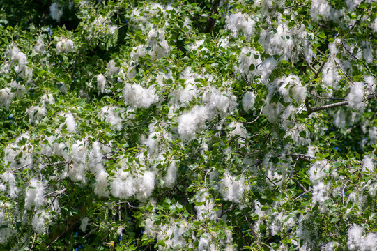Poplar tree covered with fluffy white seed fibers during late spring as cotton like seeds disperse through the air