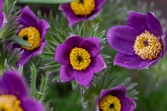 Purple Pasque flower Pulsatilla vulgaris blooming with yellow stamens in spring garden