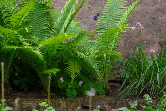 Lush green ostrich fern Matteuccia struthiopteris growing by rustic stone wall