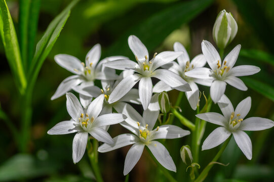 Blooming white star of Bethlehem flowers Ornithogalum umbellatum close up