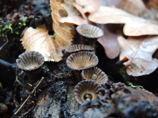 mushrooms on the ground © hannah