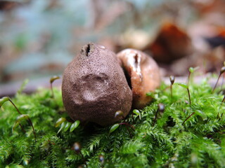 mushroom on the moss © hannah