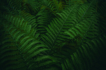 Dark green fern leaves with selective focus and natural forest texture © Victoria Nefedova