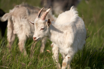 Raising and keeping goats on a smallholding. Summer grazing. Close-up portrait of a goat in the pasture. © ROMAN DZIUBALO